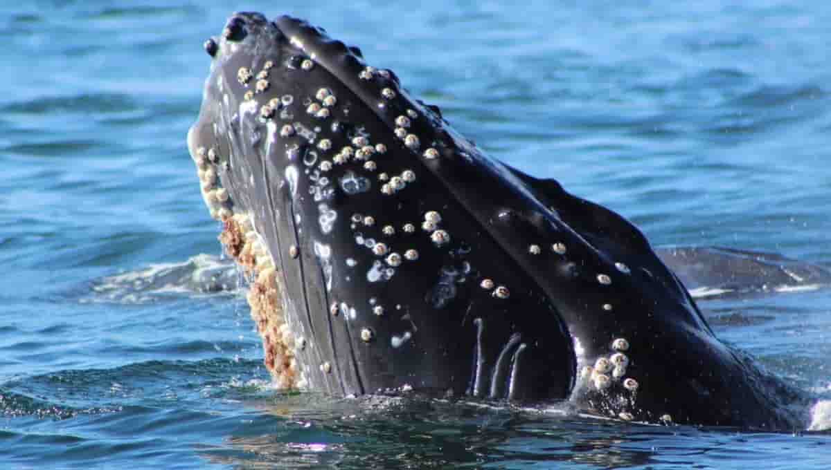Whales and Barnacles Relationship